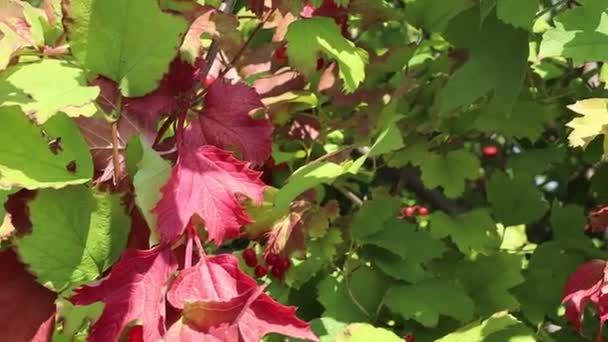 Rote Cluster Von Viburnum Vogelbeeren Und Blätter — Stockvideo