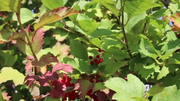 Красные Скопления Вибурнума Рябиновые Ягоды Листья — стоковое видео