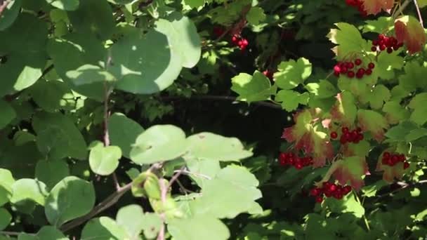 Röda Kluster Viburnum Rowan Bär Och Löv — Stockvideo