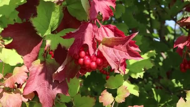 Gugus Merah Dari Viburnum Buah Rowan Dan Daun — Stok Video