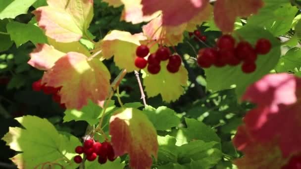 Aglomerados Vermelhos Viburnum Bagas Folhas Rowan — Vídeo de Stock