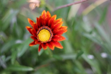 güzel yaz çiçekleri. kırmızı çiçek yaprakları