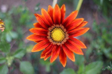 güzel yaz çiçekleri. kırmızı çiçek yaprakları