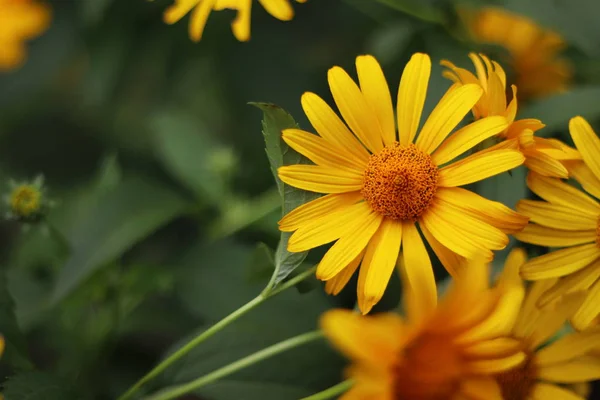 Bela Flor Amarela Arbusto Flores Amarelas — Fotografia de Stock
