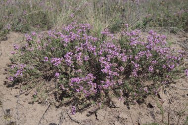 kumda mor çalı. çölde küçük mavi çiçekler.