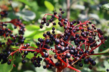 mürver güzel kümeleri. siyah mürver.