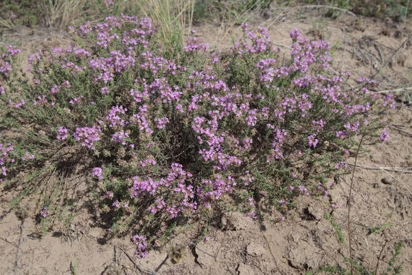 Purpurowy Krzew Piasku Małe Niebieskie Kwiaty Pustyni — Zdjęcie stockowe