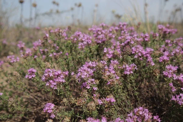 Purpurowy Krzew Piasku Małe Niebieskie Kwiaty Pustyni — Zdjęcie stockowe