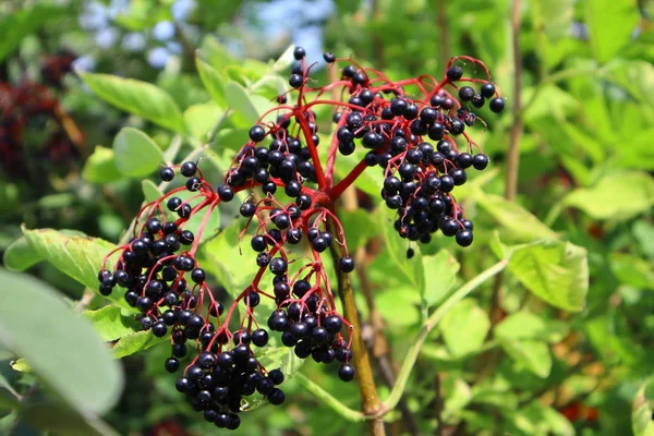 beautiful clusters of elderberry. black elderberry.