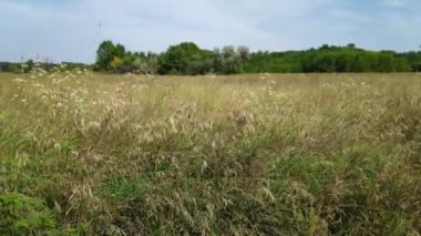 rüzgarda sallanan çim sapları. doğal peyzaj.