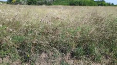 rüzgarda sallanan çim sapları. doğal peyzaj.