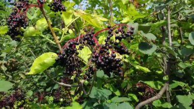 siyah mürver. bir ağaç üzerinde elderberries demetleri