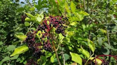 siyah mürver. bir ağaç üzerinde elderberries demetleri