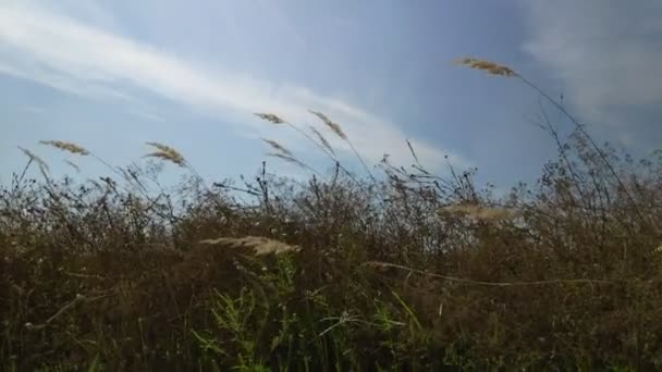 Grashalme Wiegen Sich Wind Naturlandschaft — Stockvideo