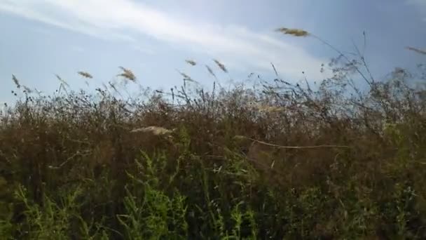 Łodygi Trawy Kołysząc Się Wietrze Krajobraz Naturalny — Wideo stockowe
