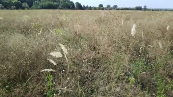 Łodygi Trawy Kołysząc Się Wietrze Krajobraz Naturalny — Wideo stockowe