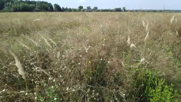 Steli Erba Ondeggianti Nel Vento Paesaggio Naturale — Video Stock