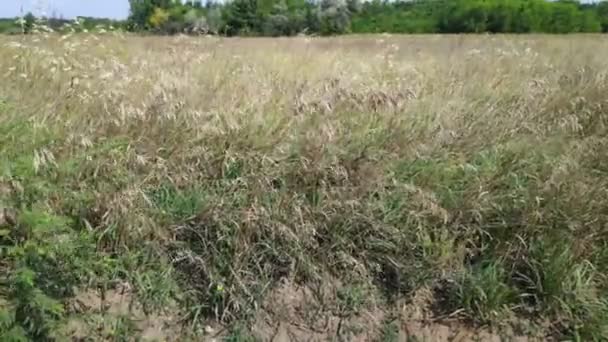 Stengels Van Gras Wuiven Wind Natuurlijke Landschap — Stockvideo