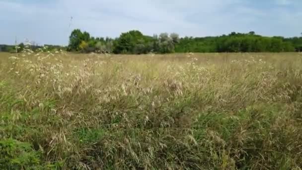 Větru Houpou Stonky Trávy Přírodní Krajina — Stock video