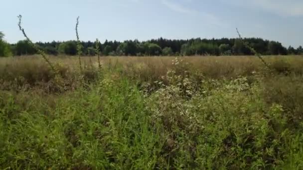 Tiges Herbe Balançant Dans Vent Paysage Naturel — Video