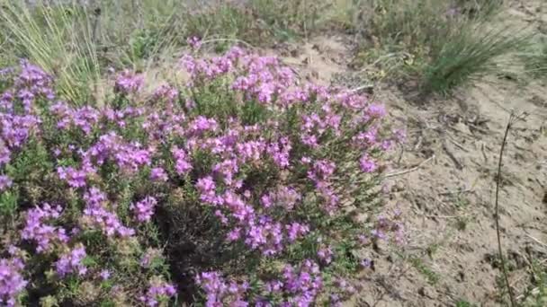 Tiges Herbe Balançant Dans Vent Paysage Naturel — Video