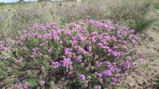 Tallos Hierba Balanceándose Viento Paisaje Natural — Vídeo de stock