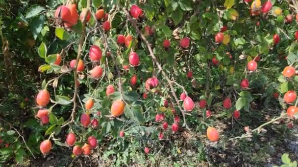 Rosehip Bush Red Rosehip Berries — Stock Video