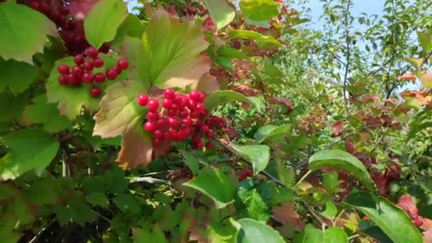 ビバーナムの束 ビバーナムの赤い果実 — ストック動画