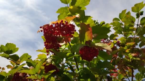 Monte Viburnum Bagas Vermelhas Viburnum — Vídeo de Stock