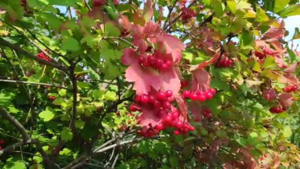Viburnum Bündel Rote Beeren Von Viburnum — Stockvideo