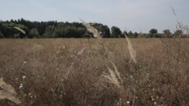 rüzgarda sallanan çim sapları. doğal peyzaj.