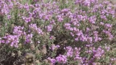 rüzgarda sallanan çim sapları. doğal peyzaj.