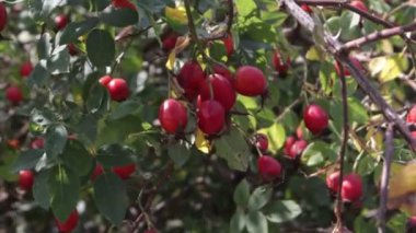 kuşburnu çalısı. kırmızı kuşburnu meyveleri.