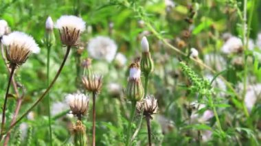 rüzgarda beyaz karahindiba çalı