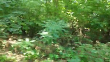 bir orman yolunda bir arabada sürüş