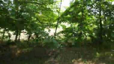 bir orman yolunda bir arabada sürüş