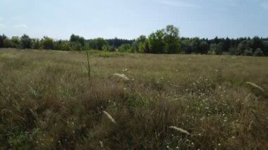 rüzgarda sallanan çim sapları. doğal peyzaj.