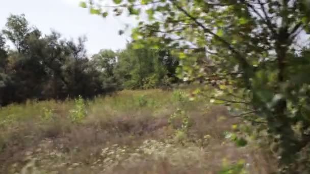 Dirigindo Carro Uma Estrada Florestal — Vídeo de Stock