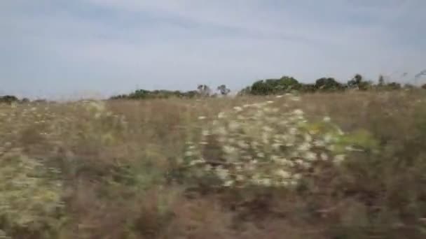 Dirigindo Carro Uma Estrada Florestal — Vídeo de Stock