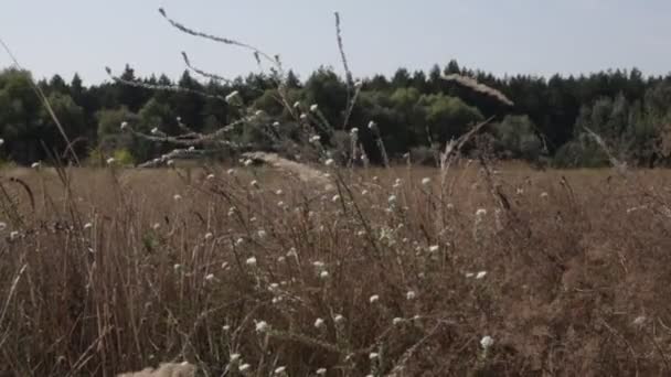 風に揺るぐ草の茎 自然景観 — ストック動画