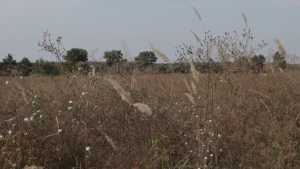 Stengels Van Gras Wuiven Wind Natuurlijke Landschap — Stockvideo