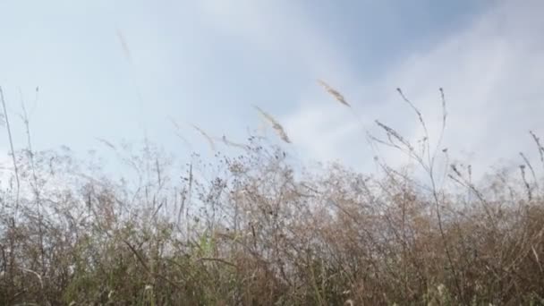 Steli Erba Ondeggianti Nel Vento Paesaggio Naturale — Video Stock