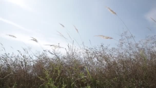 Stalks Grass Swaying Wind Natural Landscape — Stock Video