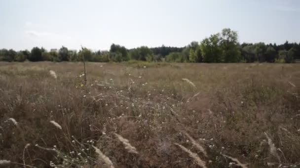 Větru Houpou Stonky Trávy Přírodní Krajina — Stock video