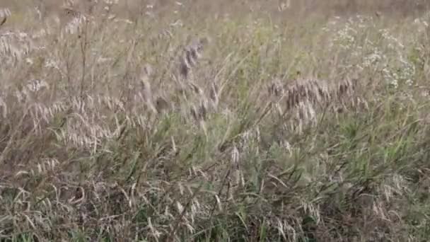Stalks Grass Swaying Wind Natural Landscape — Stock Video