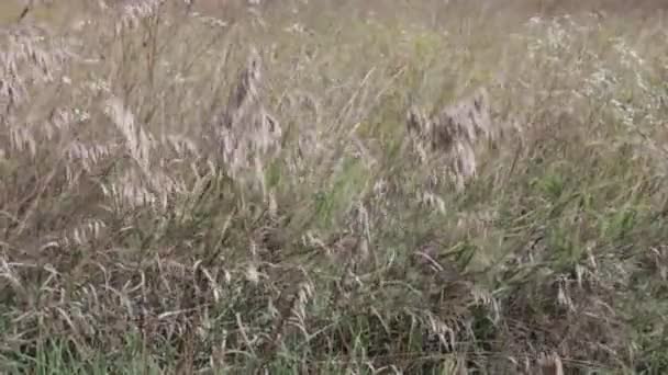 Stalks Grass Swaying Wind Natural Landscape — Stock Video