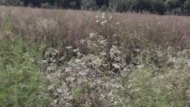 Talos Grama Balançando Vento Paisagem Natural — Vídeo de Stock