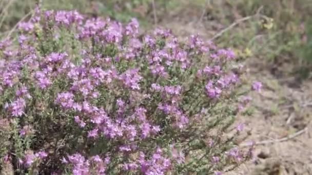 Tallos Hierba Balanceándose Viento Paisaje Natural — Vídeos de Stock