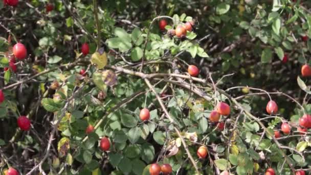 Arbusto Rosehip Bagas Vermelhas Rosa Mosqueta — Vídeo de Stock