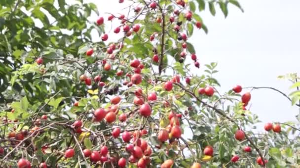 Csipkebogyó Bokor Vörös Csipkebogyós Gyümölcsök — Stock videók